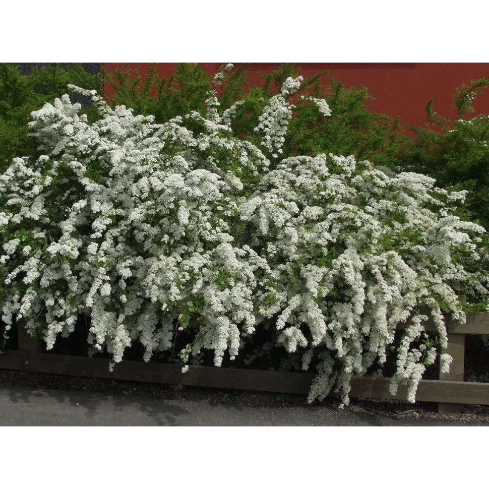Norjanangervo Spiraea Viheraarni Grefsheim