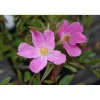 Nukkeruusu Rosa nitida Viheraarni