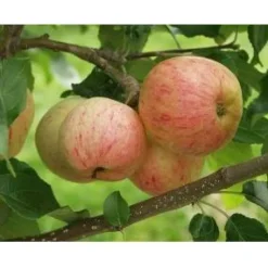 Omenapuu Malus domestica Viheraarni Moskovan Päärynäomena