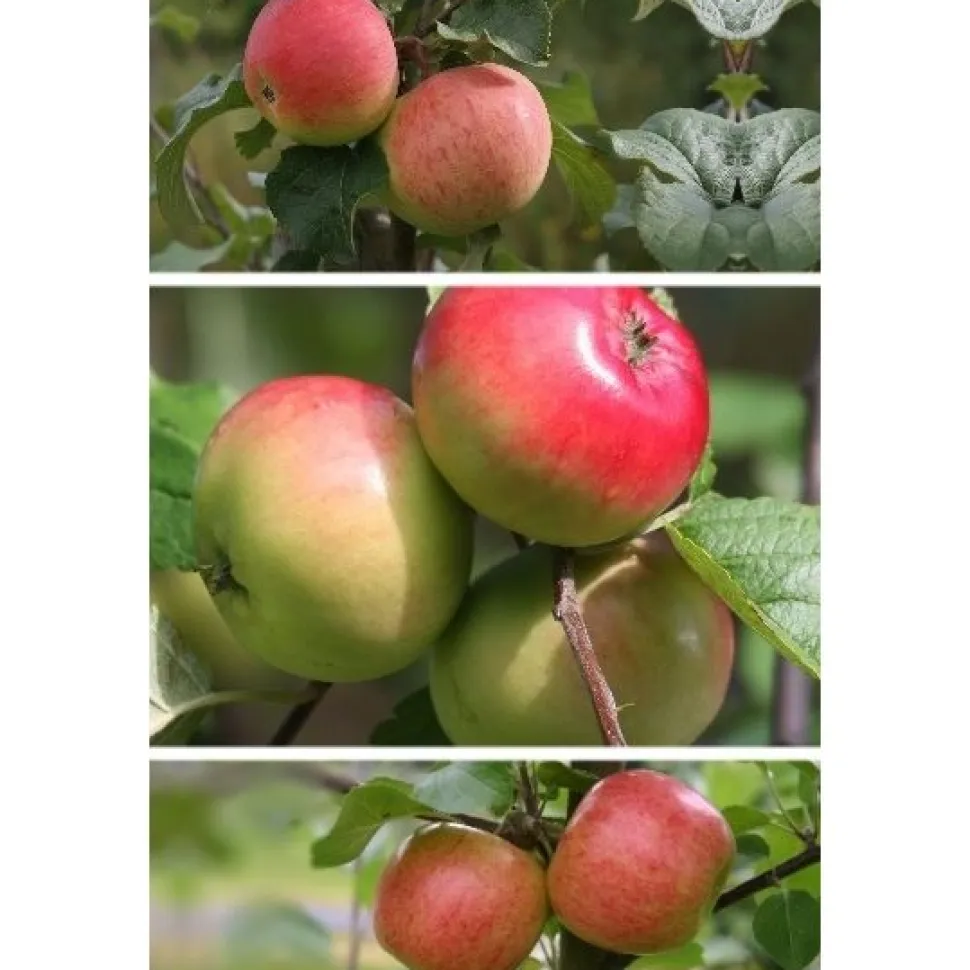 Omenapuu Malus domestica Viheraarni Perheomena 3-4 eri lajiketta