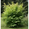 Pähkinäpensas Corylus avellana Viheraarni