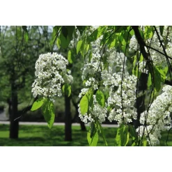 Pilvikirsikka Prunus pensylvanica Viheraarni 150-200