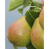 Päärynä Pyrus communis Viheraarni Lada