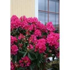 Puistoalppiruusu Rhododendron Viheraarni Nova Zembla 30-40