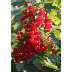 Punaherukka Ribes Viheraarni Jonkheer Van Tets