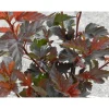 Purppuraheisiangervo Physocarpus opulifolius Viheraarni Diabolo