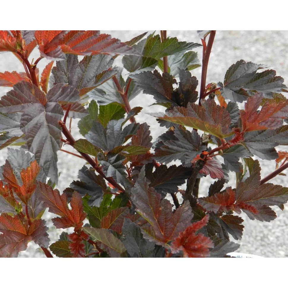 Purppuraheisiangervo Physocarpus opulifolius Viheraarni Diabolo