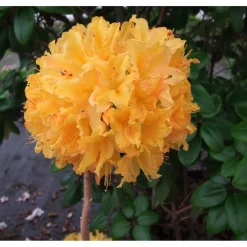 Revontuliatsalea Rhododendron Viheraarni Golden Lights 30-40