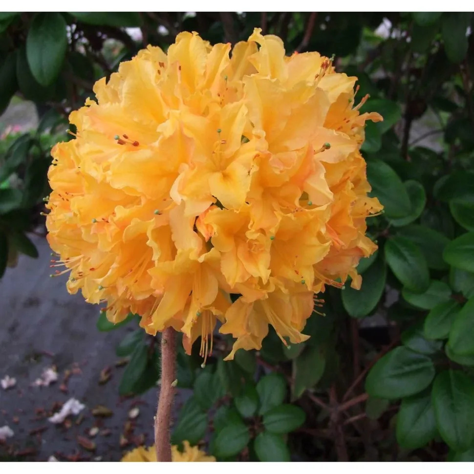 Revontuliatsalea Rhododendron Viheraarni Golden Lights 30-40
