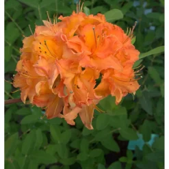 Revontuliatsalea Rhododendron Viheraarni Mandarin Lights 30-40