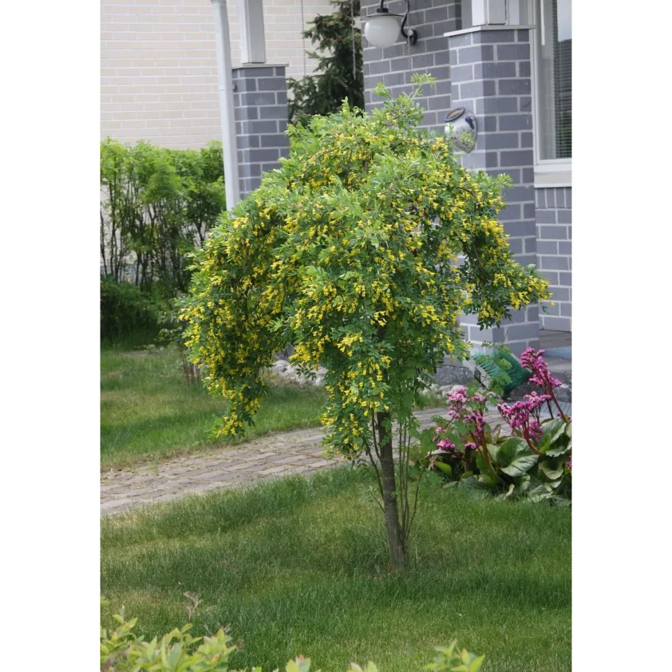 Riippahernepuu Caragana arborescens Viheraarni Pendula 120