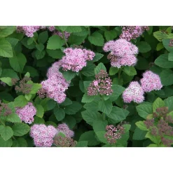 Rinneangervo Spiraea densiflora Viheraarni