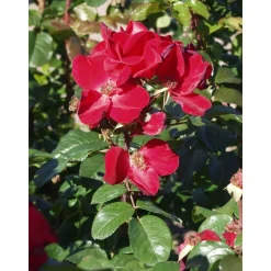 Robusta-ruusu Rosa Viheraarni