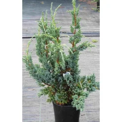 Rohtokataja Juniperus sq. Viheraarni Blue Compact 30-40