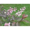 Rusotuomi Viheraarni Prunus Virginiana Schubert 150-200