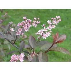 Rusotuomi Viheraarni Prunus Virginiana Schubert 150-200