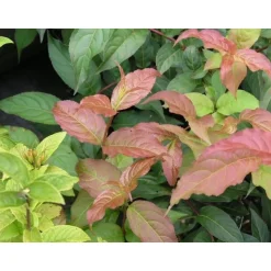 Rusovuohenkuusama Diervilla sessifolia Viheraarni