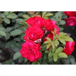 Ruusu Rosa Viheraarni Hansaland