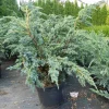 Sinikataja Juniperus sq. Viheraarni Meyeri 30-40