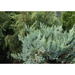 Sinilaakakataja Juniperus hor. Viheraarni Blue Chip 30-40