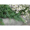 Sinilaakakataja Juniperus hor. Viheraarni Glauca 30-40
