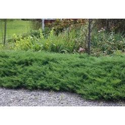 Tarhakataja Juniperus x pf. Viheraarni Mint Julep 30-40