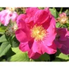 Valamonruusu Rosa Viheraarni Splendens