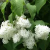 Valkoinen pihasyreeni Syringa vulgaris Viheraarni Alba