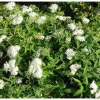 Valkoruusuangervo Spiraea jap. Viheraarni Albiflora