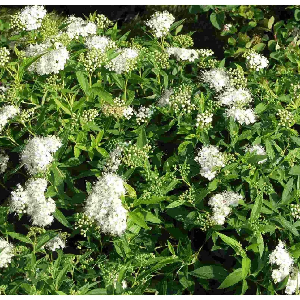 Valkoruusuangervo Spiraea jap. Viheraarni Albiflora