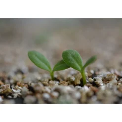 Vermikuliitti Nelson Garden, 3l