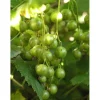 Viherherukka Ribes nigrum Viheraarni Vilma
