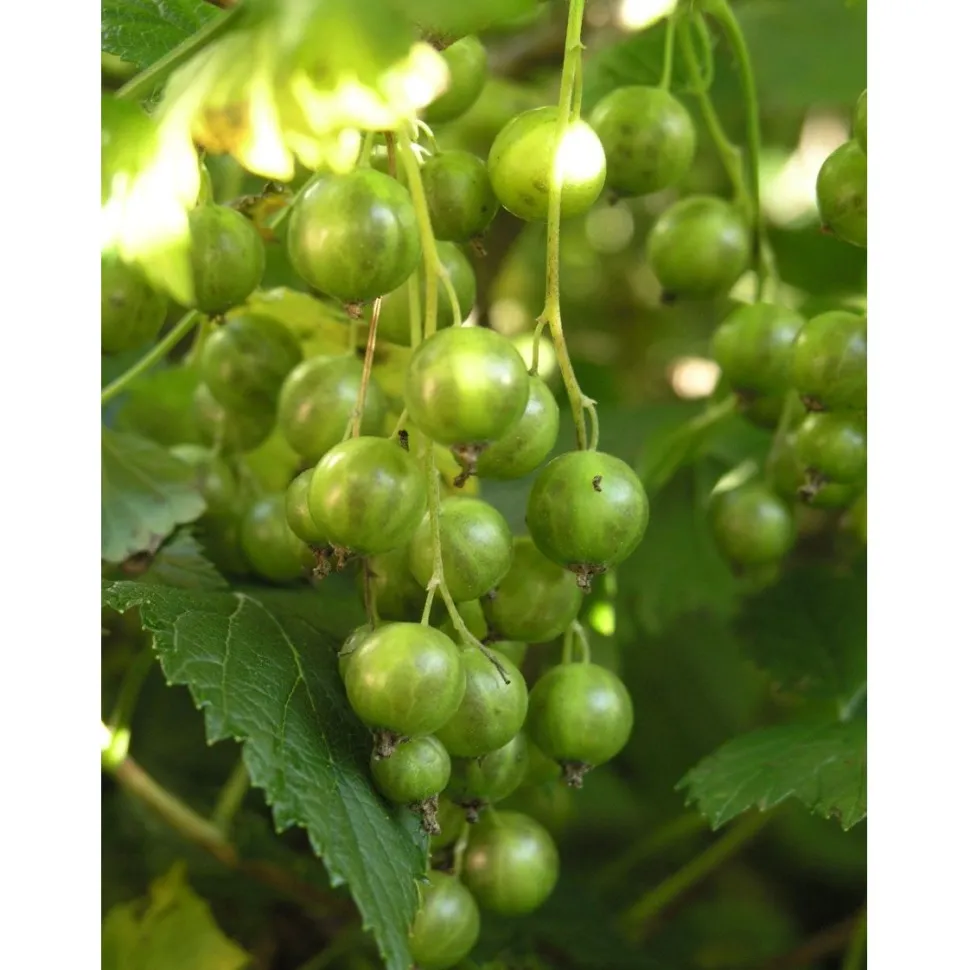 Viherherukka Ribes nigrum Viheraarni Vilma