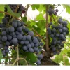 Viiniköynnös Vitis Viheraarni Zilga