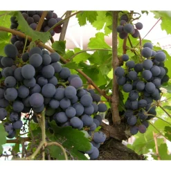 Viiniköynnös Vitis Viheraarni Zilga